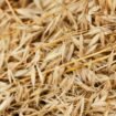 Detailed close-up of golden oat grains showcasing texture and natural pattern.