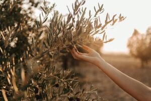 A serene scene of a hand gently reaching for an olive tree branch in golden sunset light.