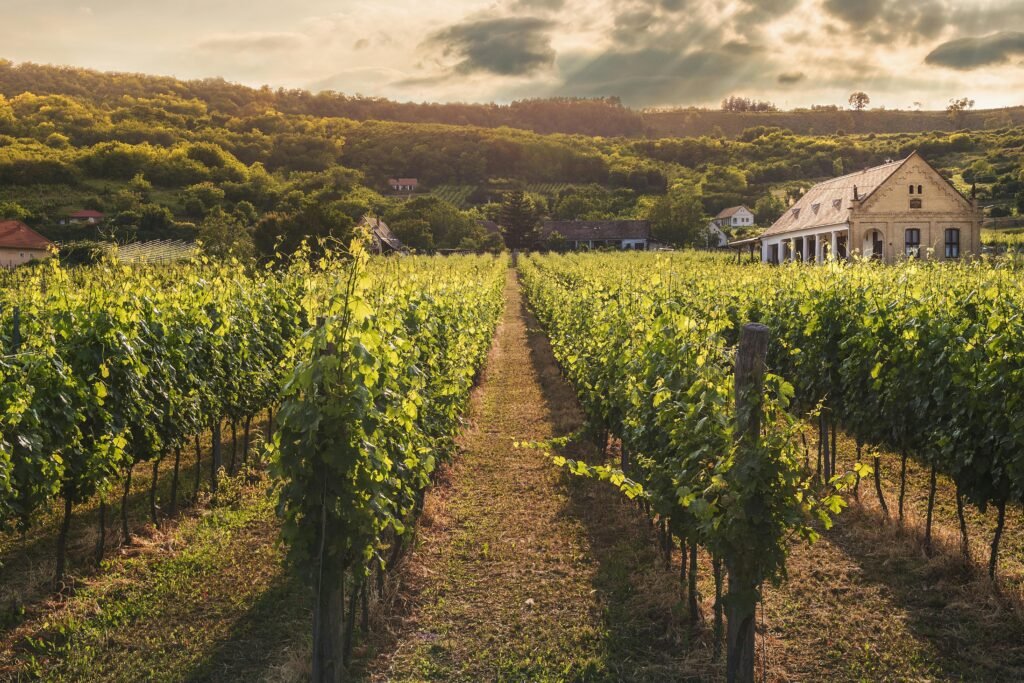 pexels photo 442116 442116 Serene vineyard scene with verdant rows under a dramatic sunset sky.